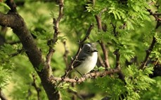 El domingo 15 realizarán una jornada de avistaje de aves en el Parque de la Ciudad