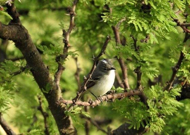 El domingo 15 realizarán una jornada de avistaje de aves en el Parque de la Ciudad