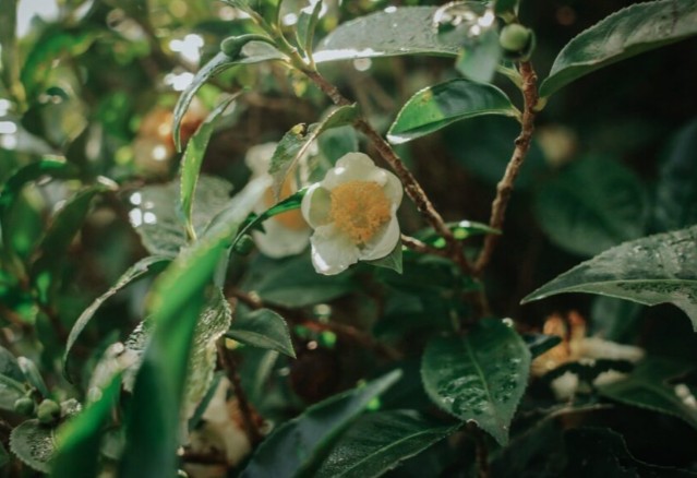 Imagen de la noticia: Invitan a participar del curso gratuito "Té Argentino camino a la excelencia"