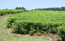 Invitan a participar del curso gratuito "Té Argentino camino a la excelencia"