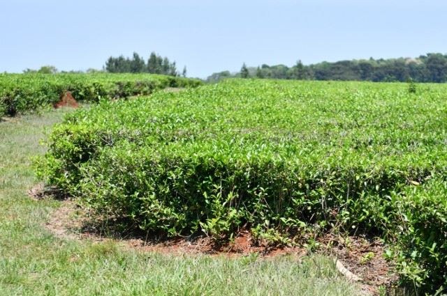 Invitan a participar del curso gratuito "Té Argentino camino a la excelencia"