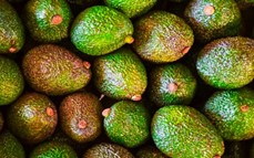 Agro: Crece el interés por el cultivo de palta en Misiones como alternativa para diversificar la chacra