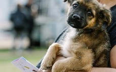 Cronograma de atención veterinaria y asesoramiento gratuito en los barrios