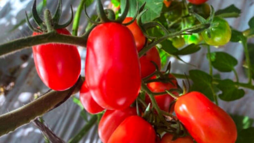 Biofábrica: Avanzan con la producción intensiva de tomate cherry para la diversificar la horticultura 