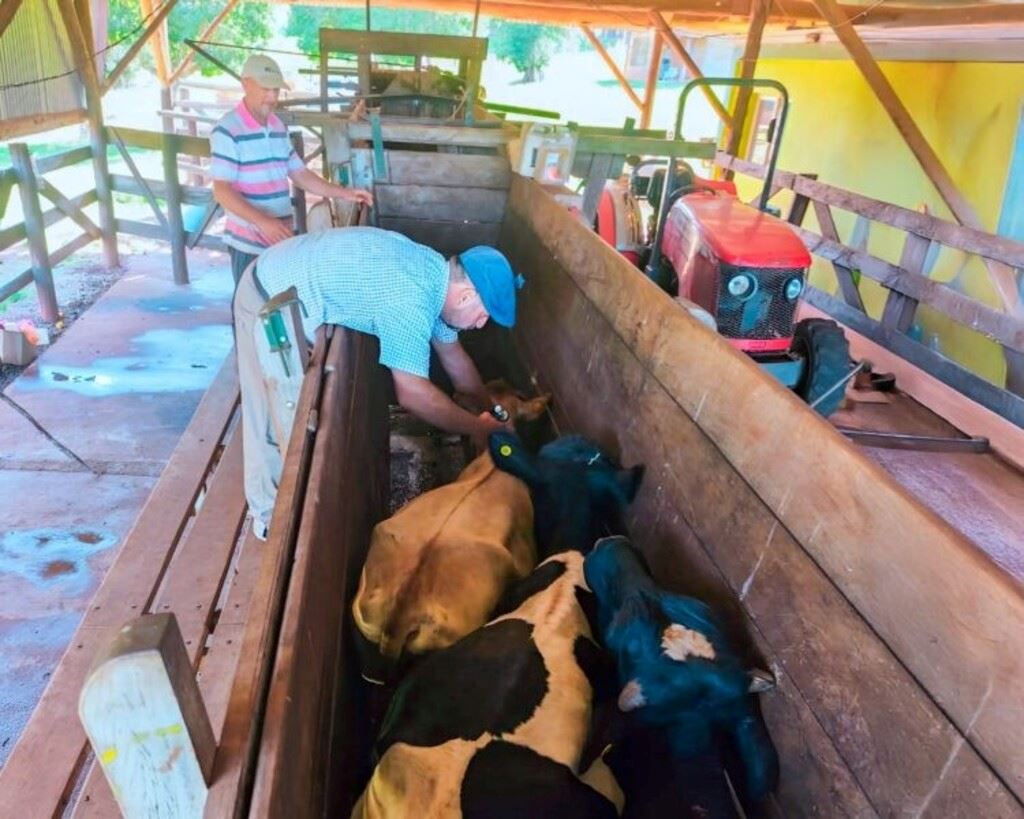 Misiones vacunó más de 34.500 cabezas de ganado y sostiene así su estatus sanitario libre de fiebre aftosa