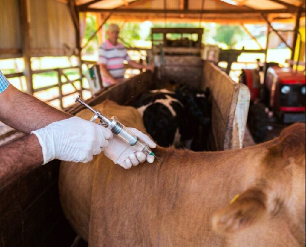 Misiones vacunó más de 34.500 cabezas de ganado y sostiene así su estatus sanitario libre de fiebre aftosa