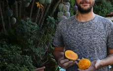 Promueven el aprovechamiento de mangos urbanos en Posadas