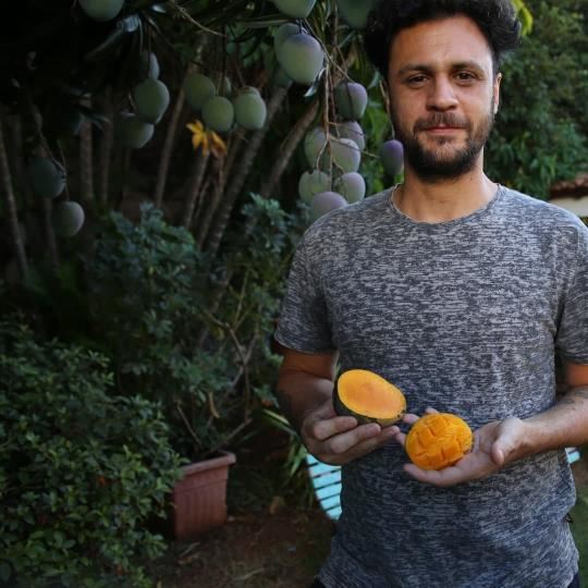 Promueven el aprovechamiento de mangos urbanos en Posadas