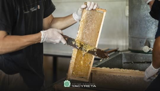 Yacyretá impulsa proyectos de producción apícola en Posadas