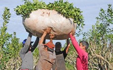 Yerba Mate: Nación fijó el precio de la hoja verde en $70 el kilo