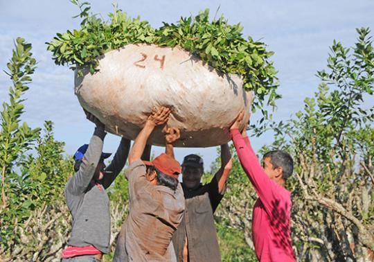 Yerba Mate: Nación fijó el precio de la hoja verde en $70 el kilo