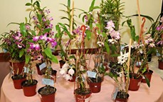 Feriado en Posadas: vuelve la Expo Orquídeas en su 22° edición