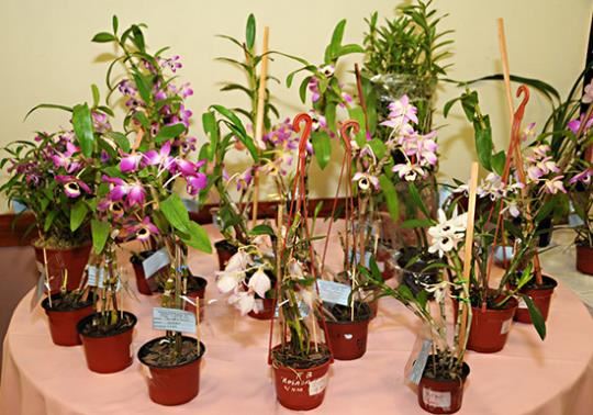 Feriado en Posadas: vuelve la Expo Orquídeas en su 22° edición