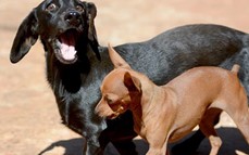 Realizarán un Bingo Mascotero para colaborar con la castración de animales rescatados en Posadas