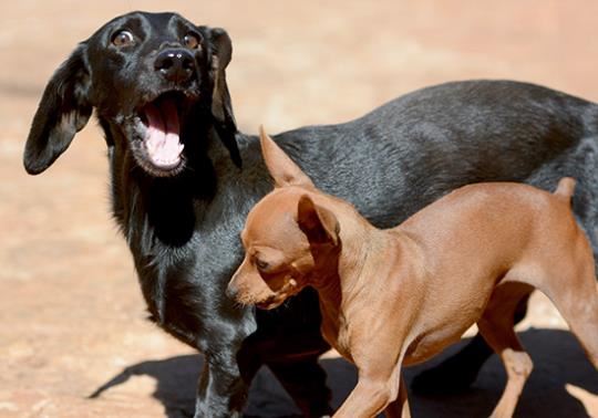 Realizarán un Bingo Mascotero para colaborar con la castración de animales rescatados en Posadas